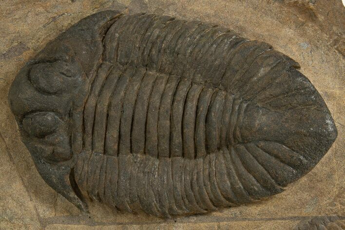 Lichid (Lichas Marocanus) Trilobite - Jbel Bou Degane, Morocco #338981